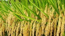 第133期 種業(yè)戰(zhàn)爭:大北農(nóng)的彷徨與突圍_經(jīng)濟(jì)_央視網(wǎng)(cctv.com)